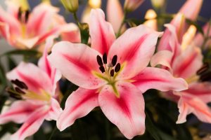 Lelies, dutch lily masters-6